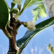Turraea ovata  Bois  de  quivi .petit quivi .meliaceae.endémique Réunion Maurice. (2).jpeg